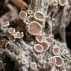 Lecanora zosterae